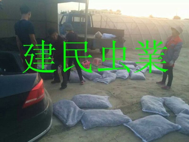 蝗虫蚂蚱速冻蚂蚱油炸蚂蚱