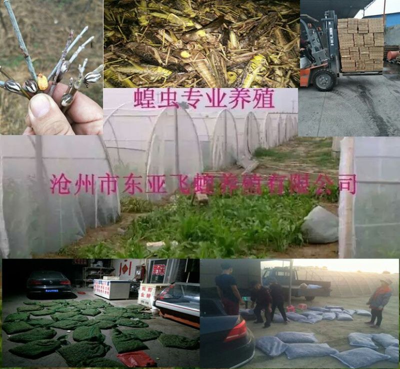 蝗虫蚂蚱速冻蚂蚱油炸蚂蚱