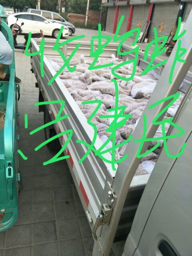 蝗虫蚂蚱速冻蚂蚱油炸蚂蚱