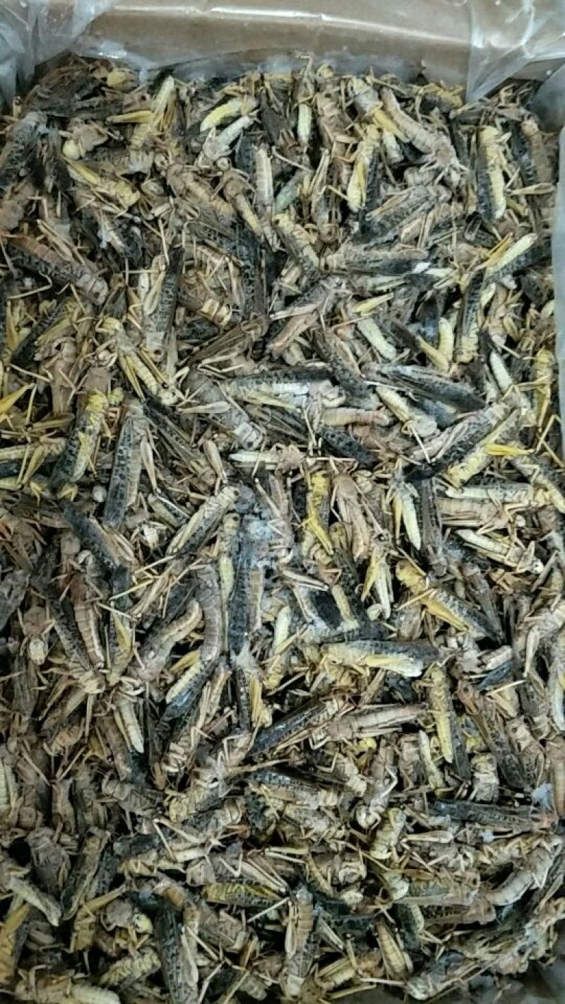 蝗虫蚂蚱速冻蚂蚱油炸蚂蚱