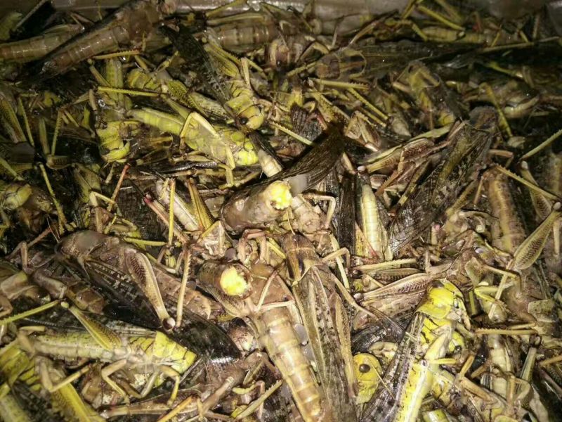 蝗虫蚂蚱速冻蚂蚱油炸蚂蚱