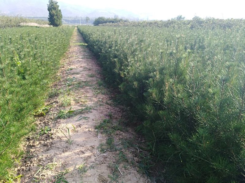 白皮松，杯苗1米，质量保证。