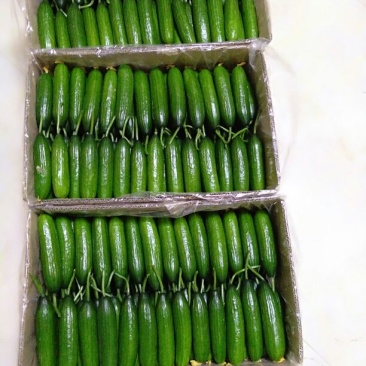 水果黄瓜18公分以下鲜花带刺