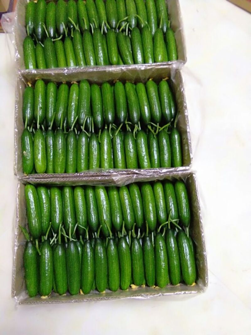 水果黄瓜18公分以下鲜花带刺