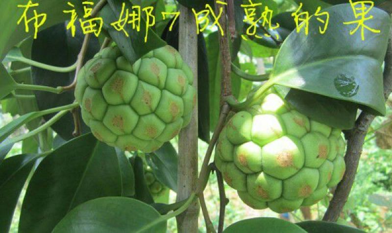 布福娜热销好种植