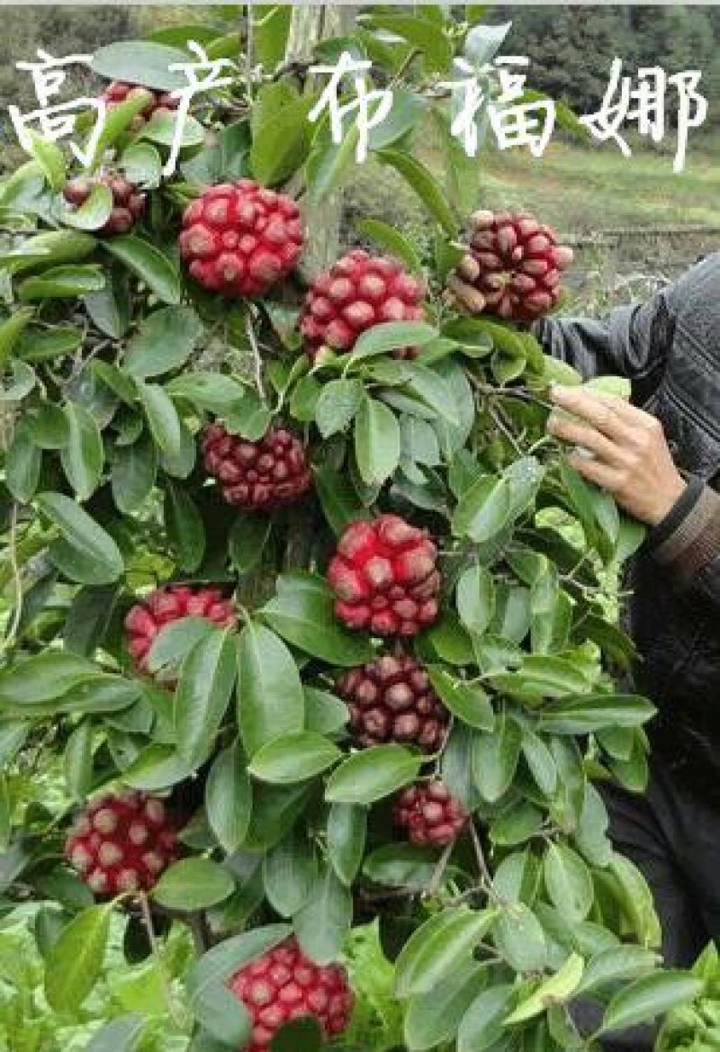 布福娜热销好种植