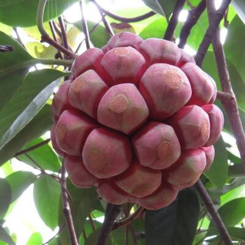 布福娜热销好种植