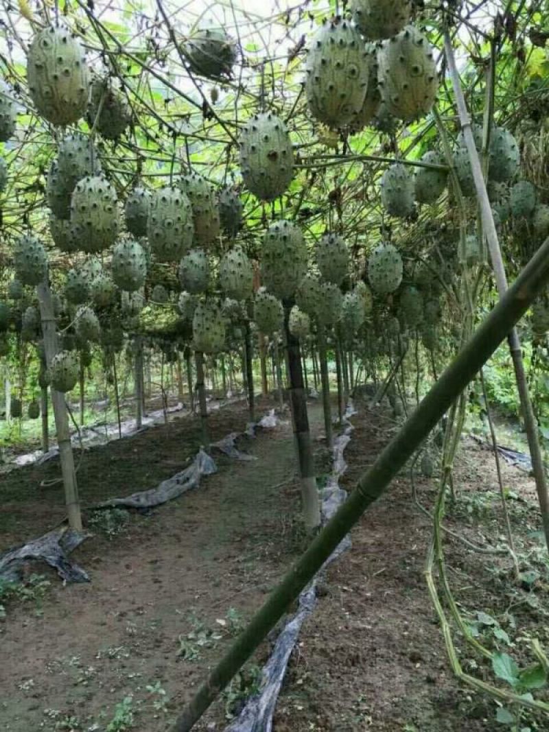 刺角瓜火参果刺角瓜