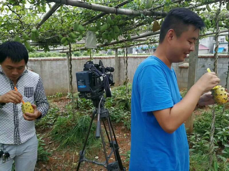刺角瓜火参果刺角瓜