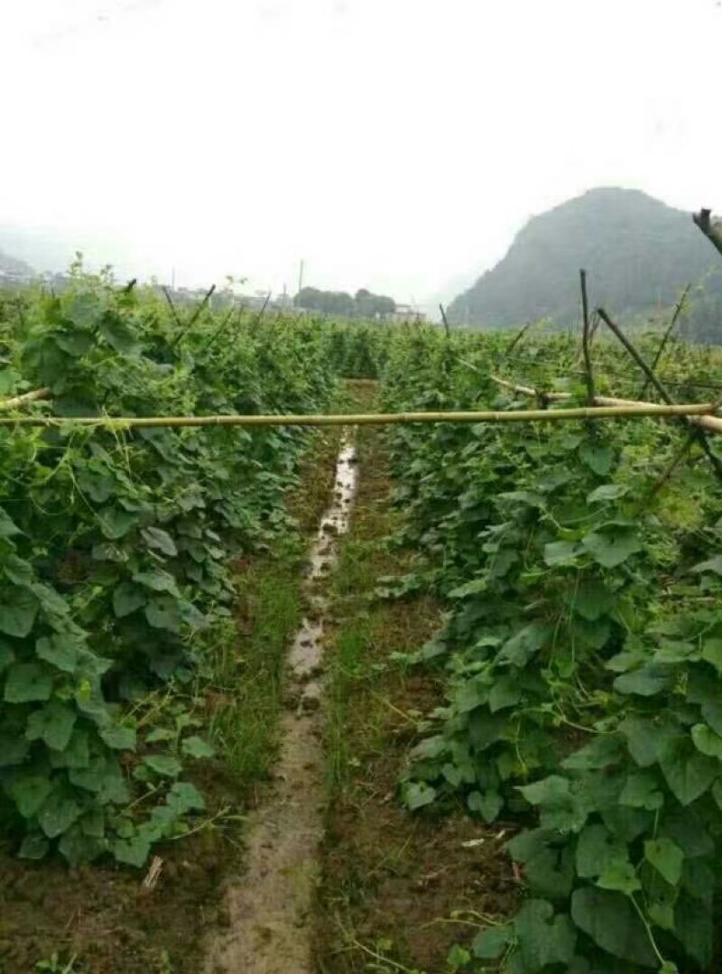 刺角瓜火参果刺角瓜
