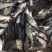花鲢鱼苗