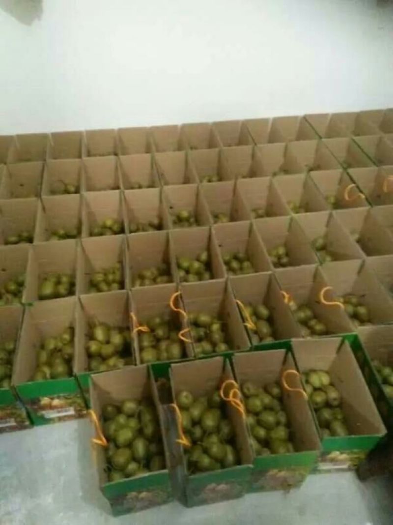 红心猕猴桃苗品质保证