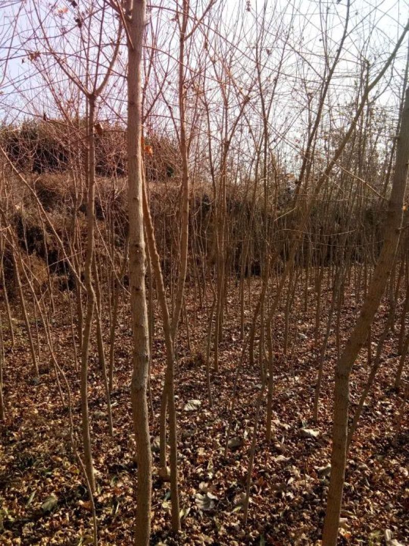 元宝枫261~300cm