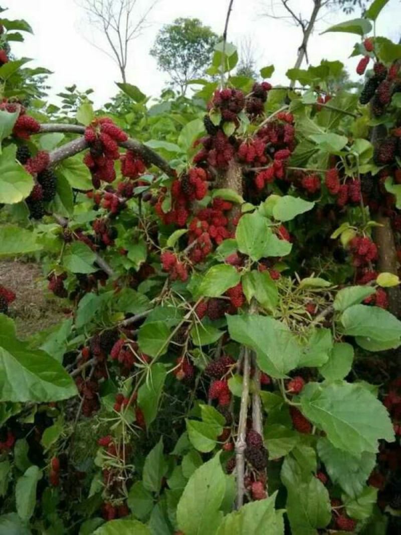 果桑苗台湾无籽大十
