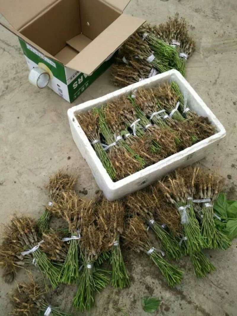 果桑苗台湾无籽大十