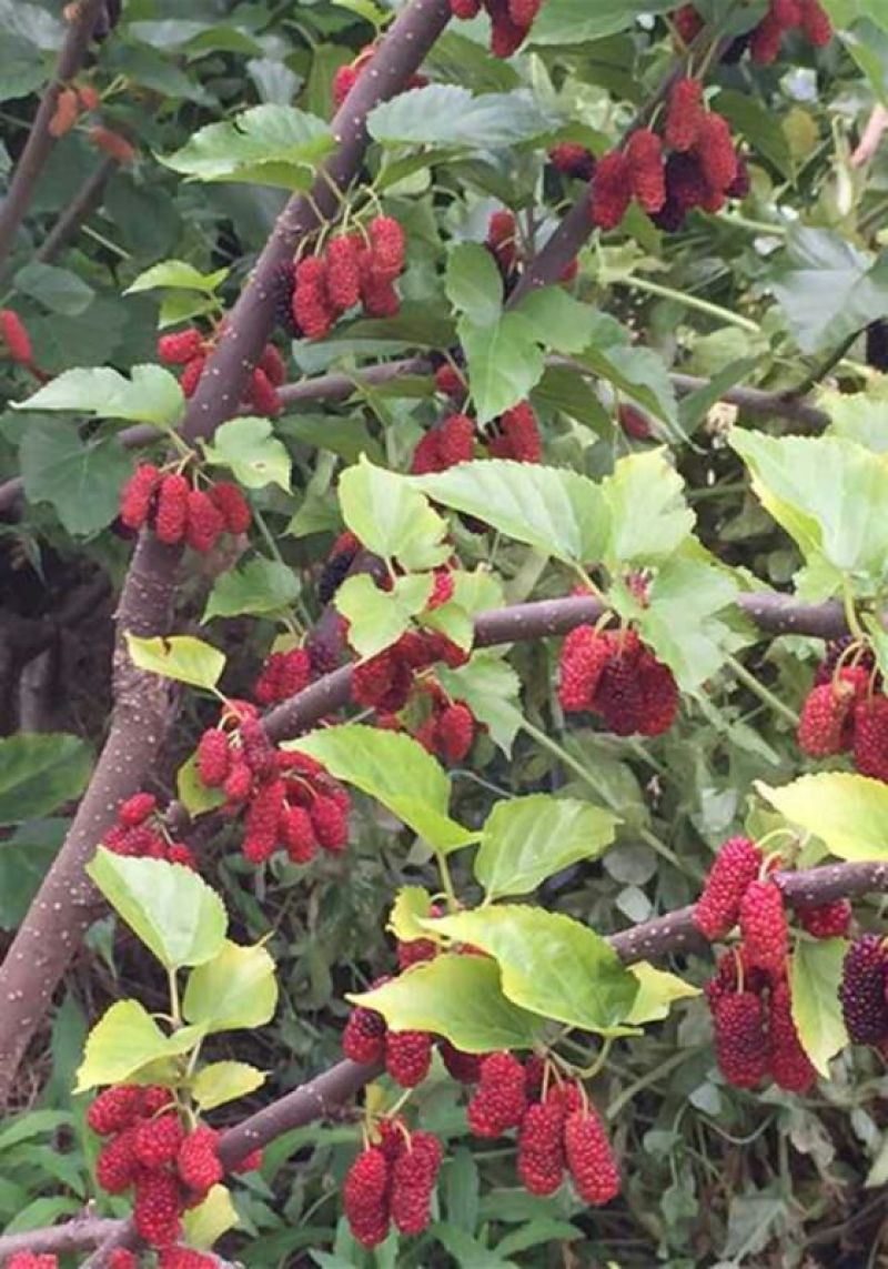 果桑苗台湾无籽大十