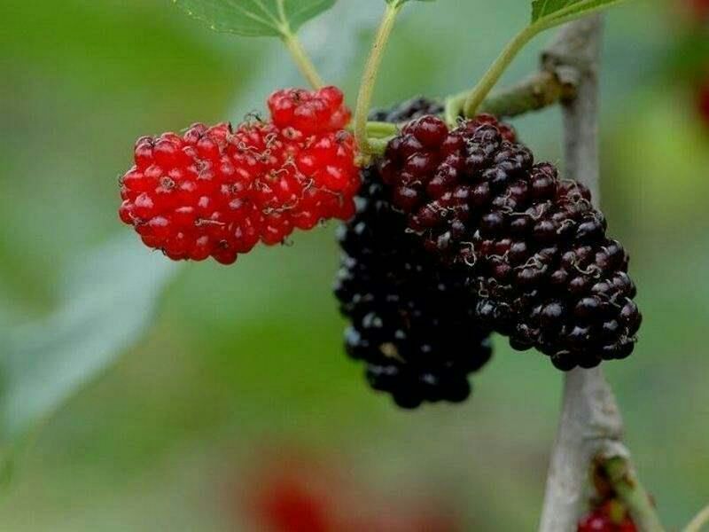 果桑苗台湾无籽大十