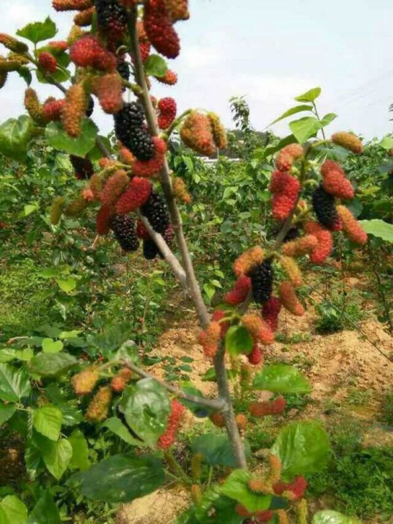 果桑苗台湾无籽大十