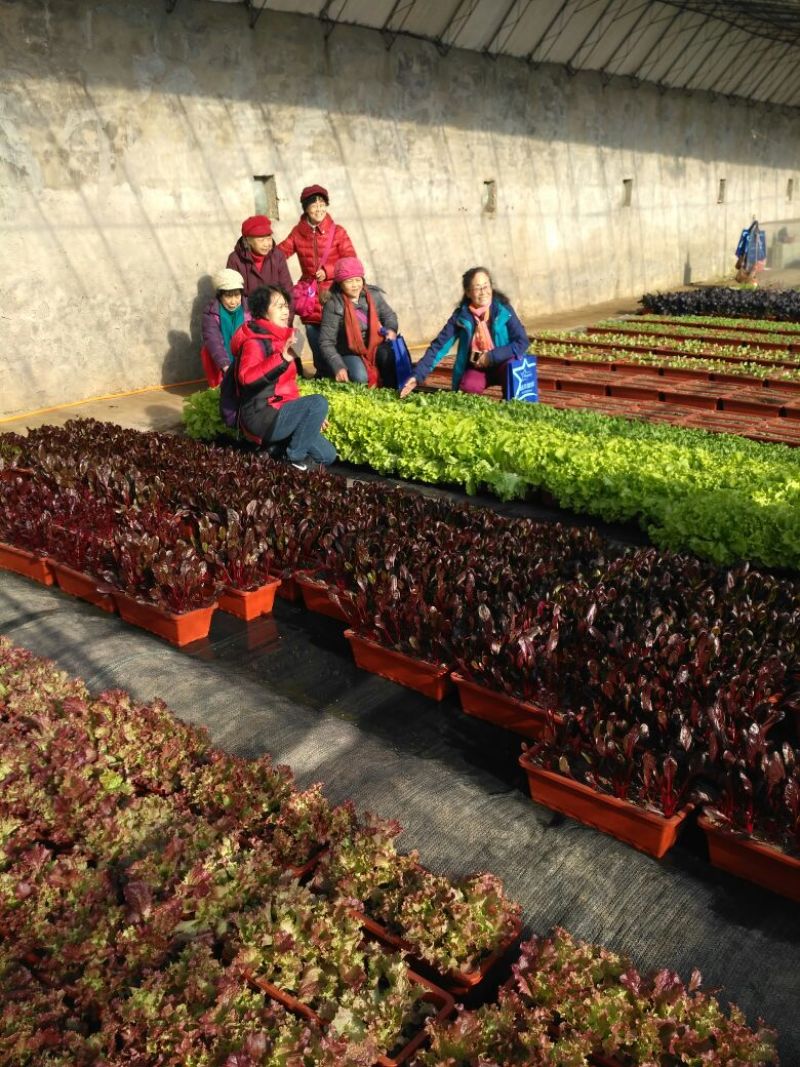 山东莘县活体盆栽蔬菜健康生态盆栽蔬菜又名阳台盆栽蔬菜