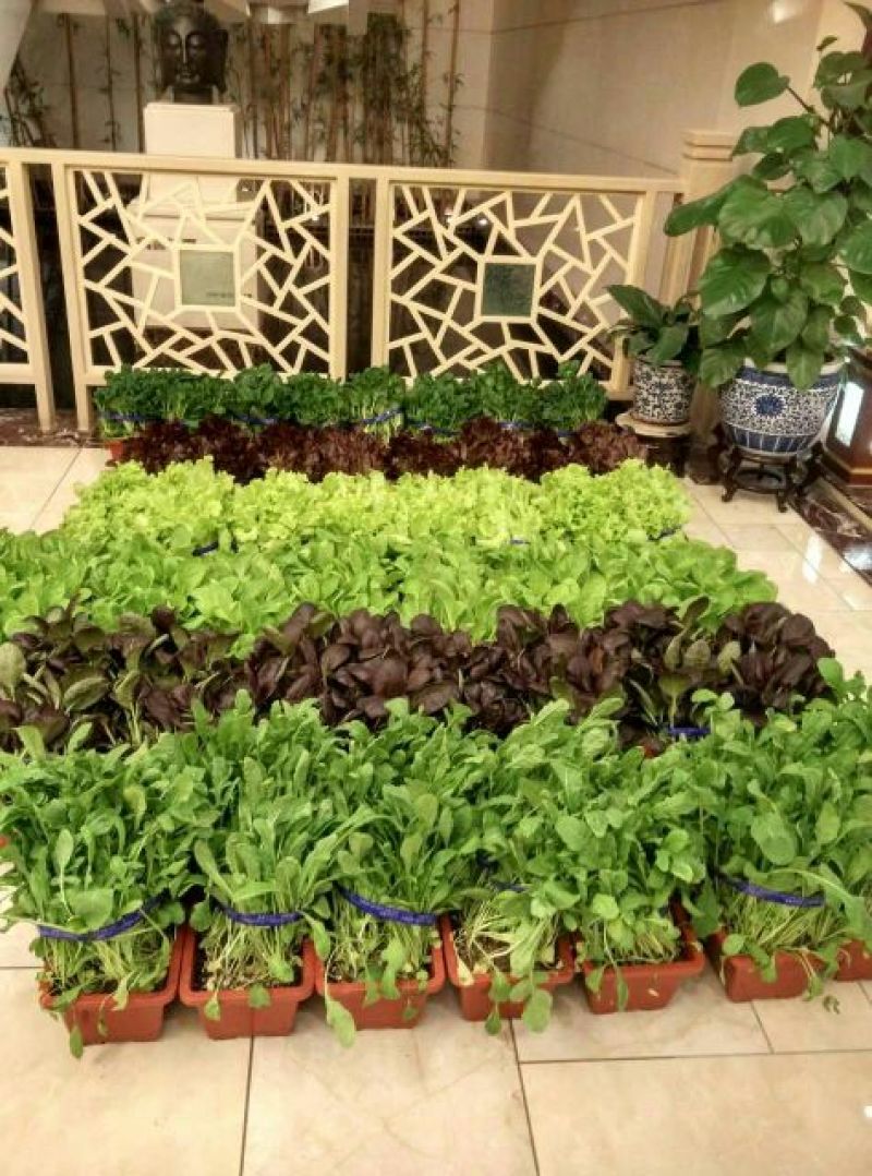 山东莘县活体盆栽蔬菜健康生态盆栽蔬菜又名阳台盆栽蔬菜