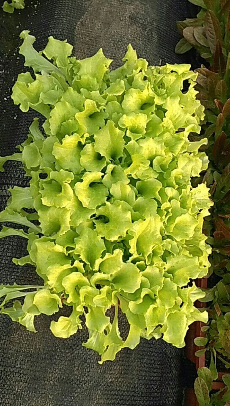 山东莘县活体盆栽蔬菜健康生态盆栽蔬菜又名阳台盆栽蔬菜