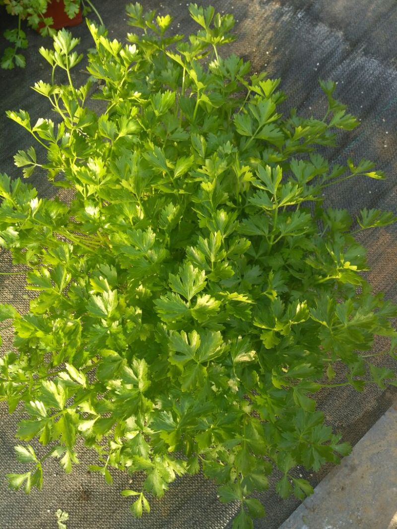 山东莘县活体盆栽蔬菜健康生态盆栽蔬菜又名阳台盆栽蔬菜