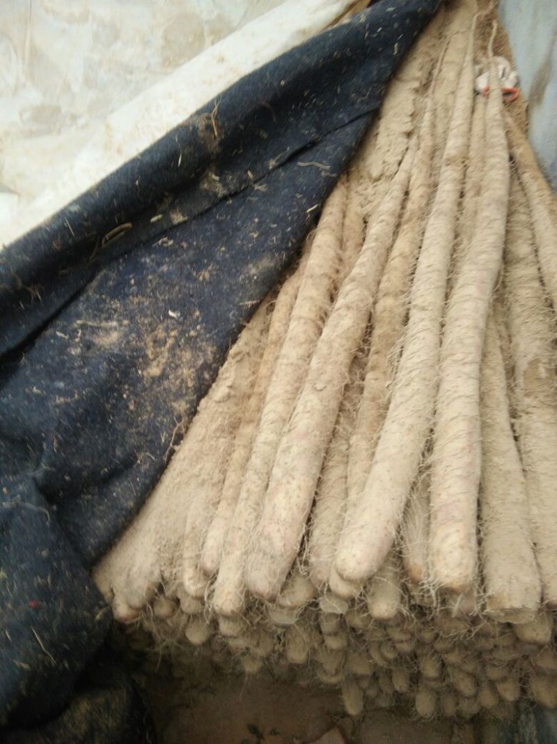 铁棍山药2~3厘米一级通货50~70厘米