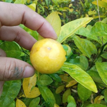 柠檬苗30~50cm