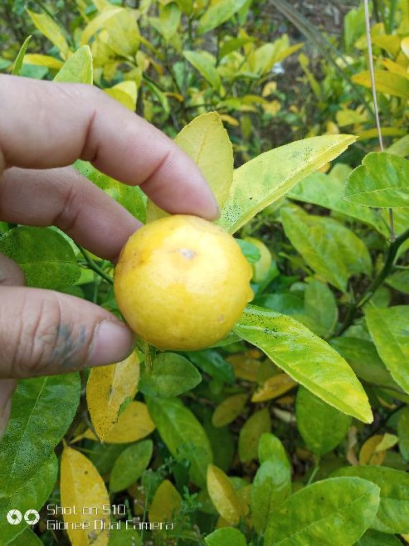 柠檬苗30~50cm