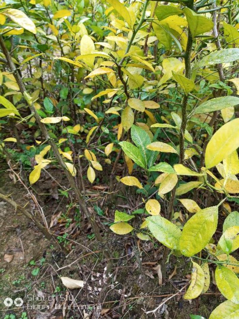 柠檬苗30~50cm