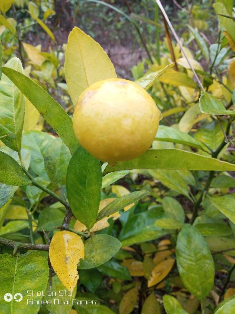 柠檬苗30~50cm