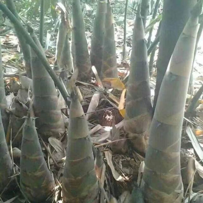紫荆麻竹酸笋丝，靓货
