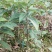 板栗树苗30~40cm