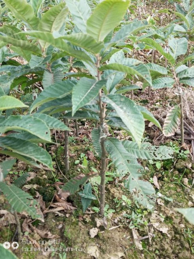 板栗树苗30~40cm
