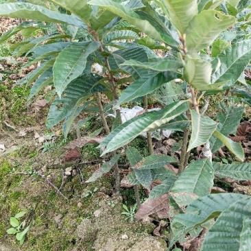 板栗树苗30~40cm