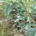 板栗树苗30~40cm