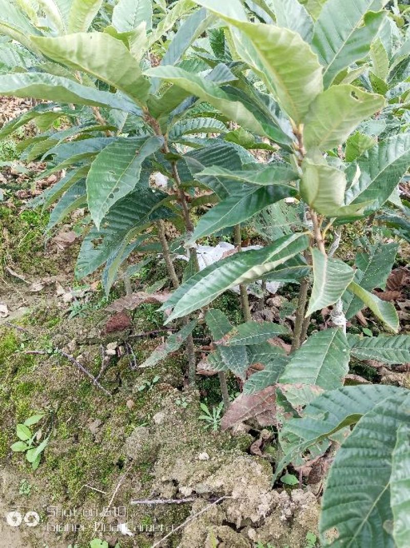 板栗树苗30~40cm