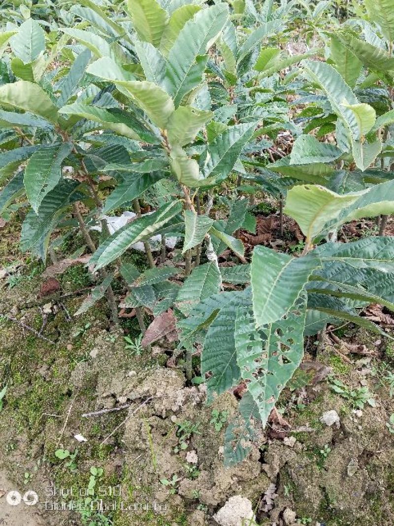 板栗树苗30~40cm