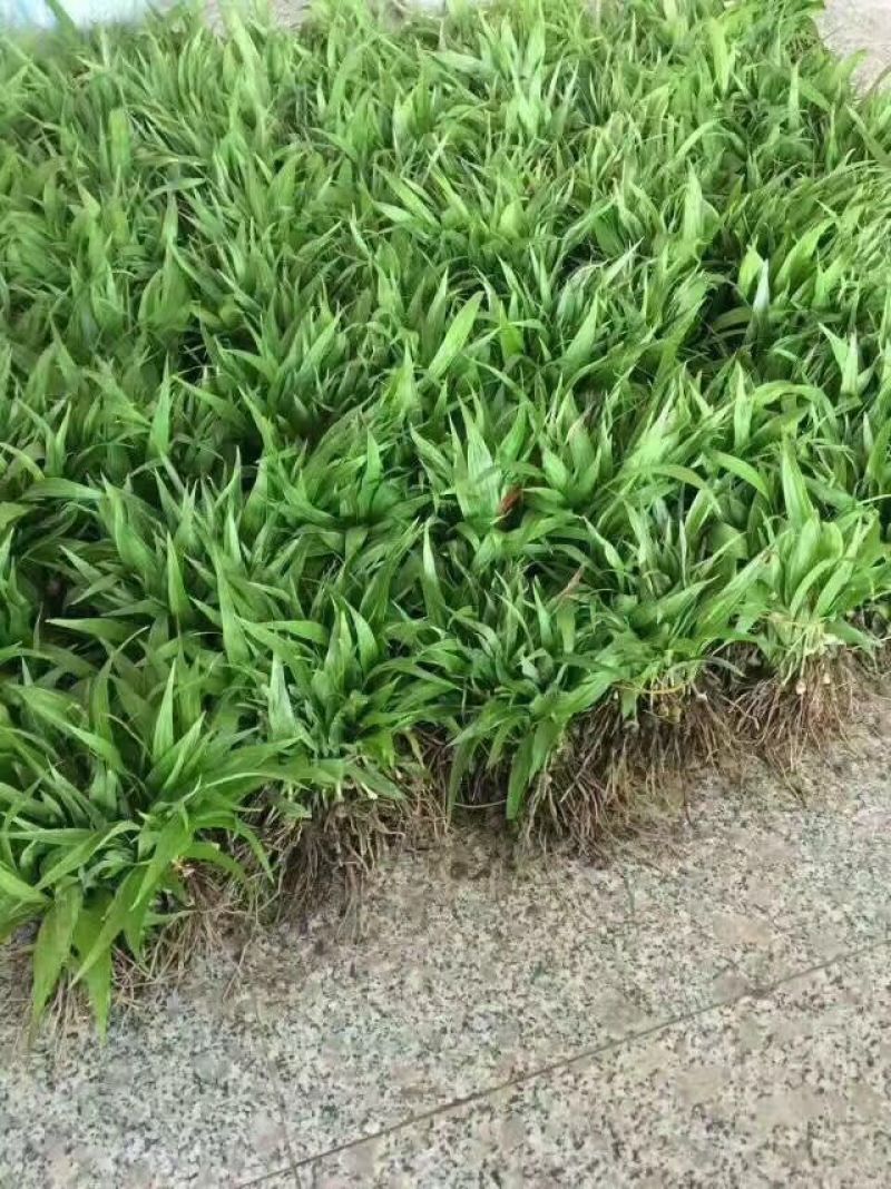 三叉白芨种苗20~30cm