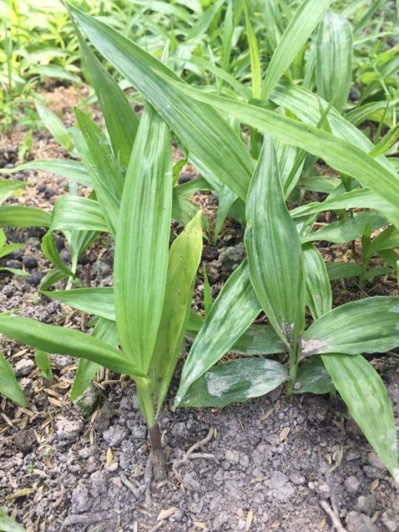三叉白芨种苗20~30cm