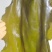 干海带17年新货无沙