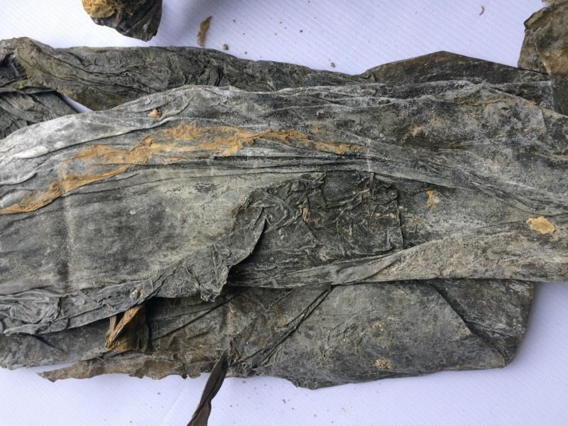 干海带17年新货无沙