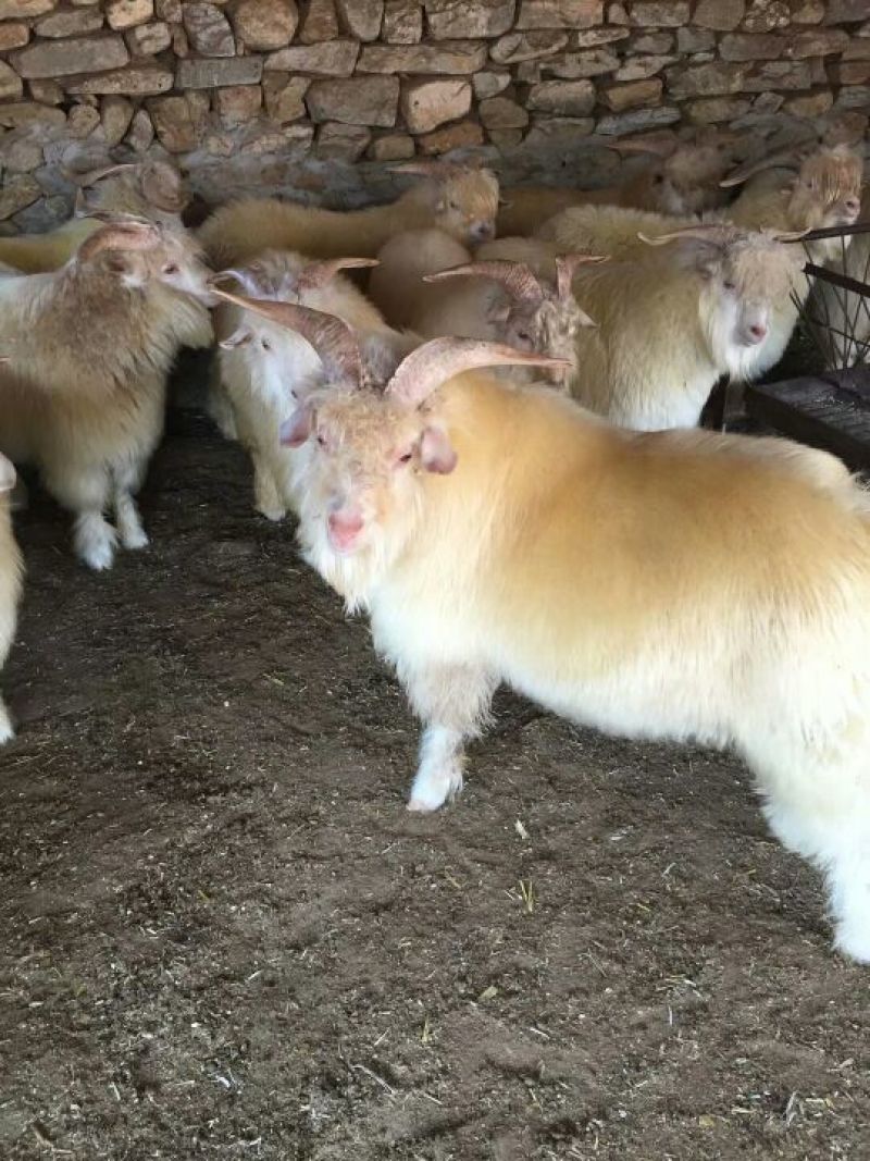 肉羊，辽宁绒山羊，货源充足质量保证价格合理