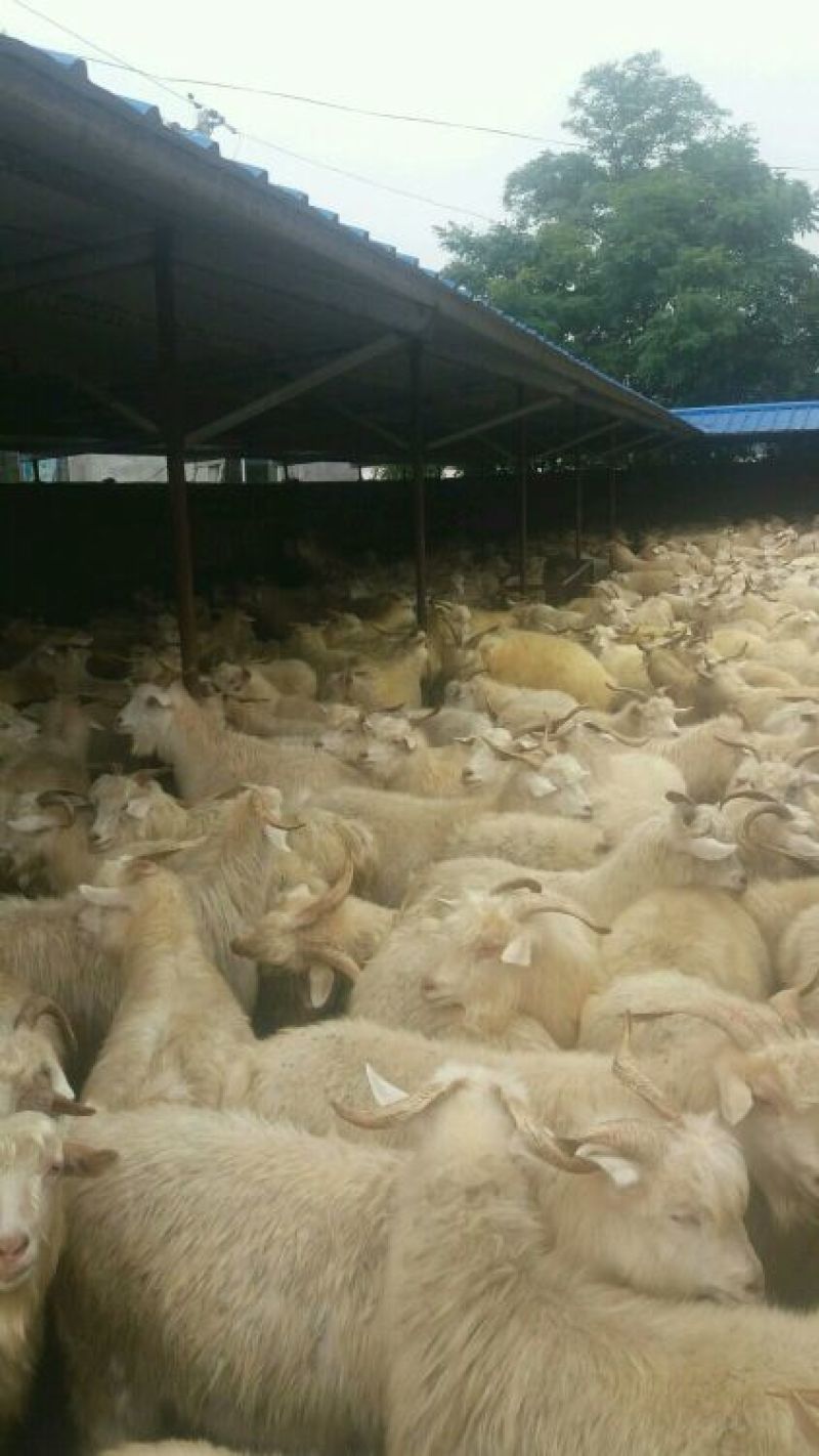 肉羊，辽宁绒山羊，货源充足质量保证价格合理