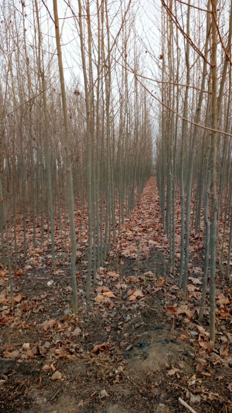 法桐小苗