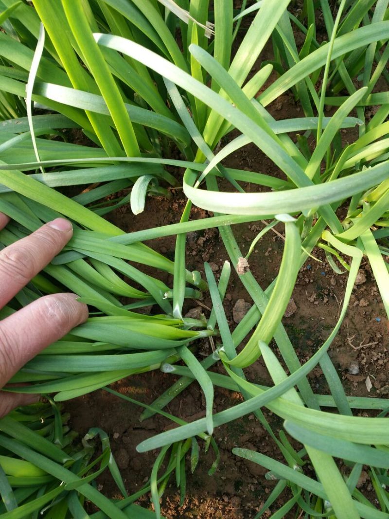 韭菜头茬