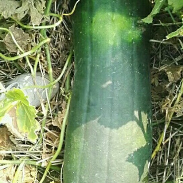 新鲜采摘黑皮冬瓜地冬瓜