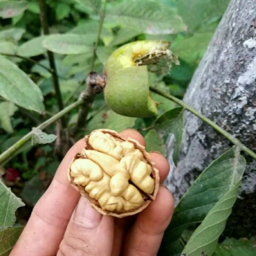 嫁接核桃成苗香玲等2~4cm4cm以下0.5~1米
