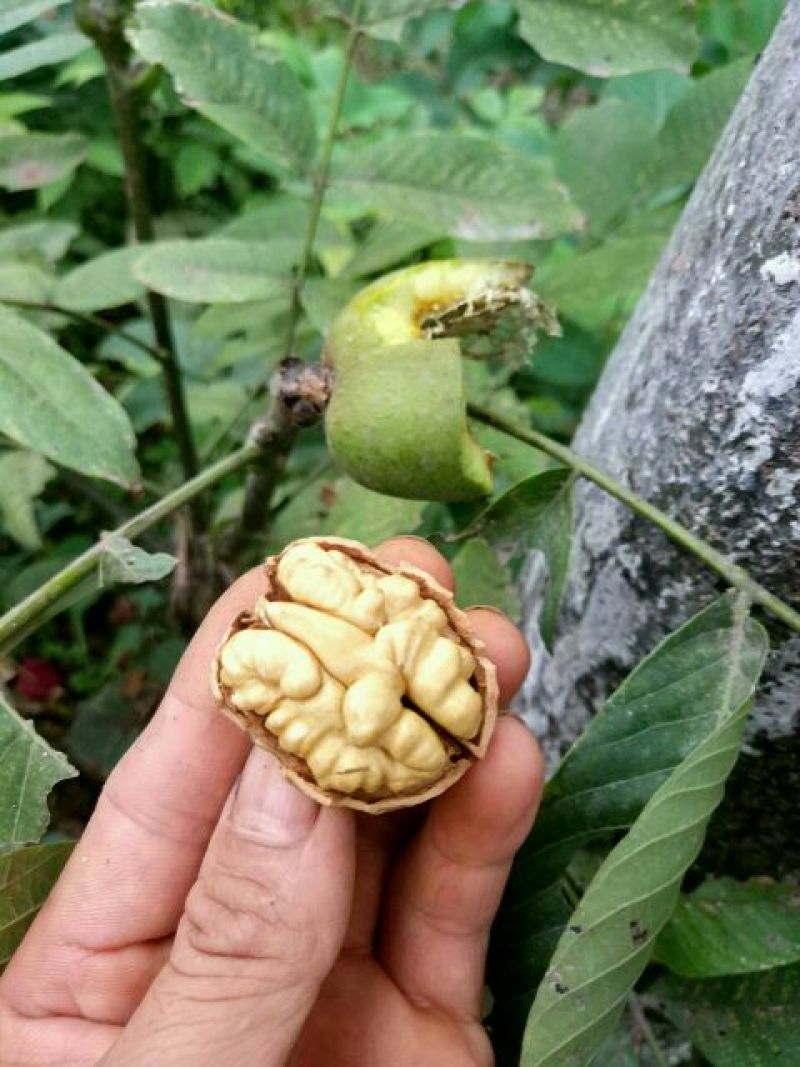嫁接核桃成苗香玲等2~4cm4cm以下0.5~1米
