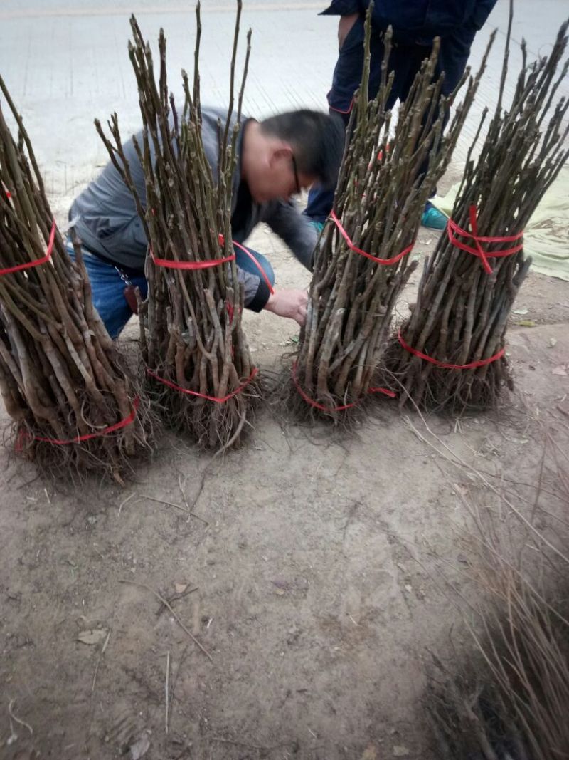 嫁接核桃成苗香玲等2~4cm4cm以下0.5~1米